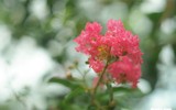 [ẢNH] Lạc lối giữa những con đường lãng mạn như phim trường